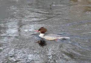 Frans 02 Grote Zaagbek